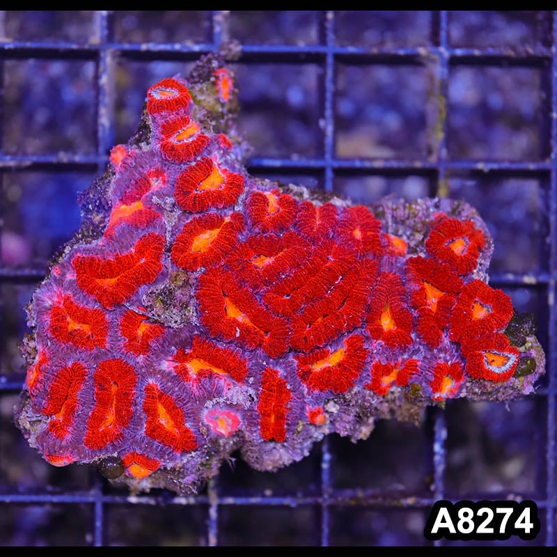 Item#A8274RW8274(S) WYSIWYG Aussie Imperfect Ultra Acan Lord Mini Colony