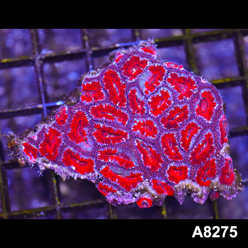 Item#A8275RW8275(S) WYSIWYG Aussie Imperfect Ultra Acan Lord Mini Colony