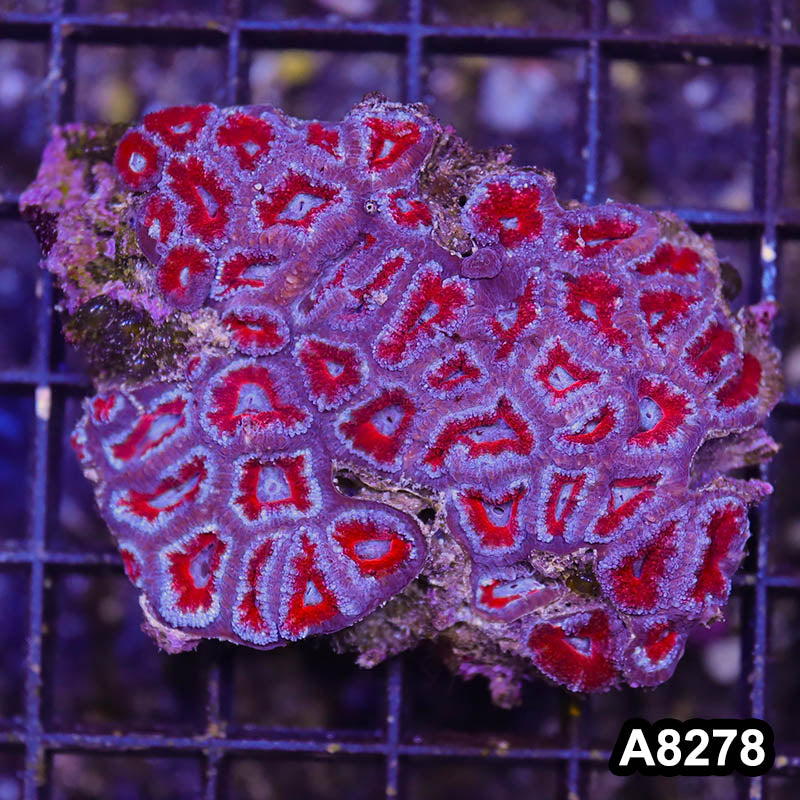 Item#A8278RW8278(S) WYSIWYG Aussie Imperfect Ultra Acan Lord Mini Colony