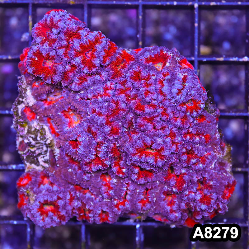 Item#A8279RW8279(S) WYSIWYG Aussie Imperfect Ultra Acan Lord Mini Colony