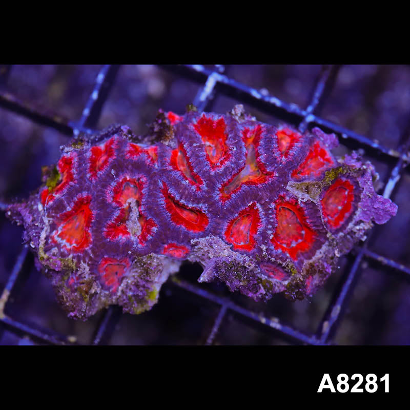 Item#A8281RW8281(S) WYSIWYG Aussie Imperfect Ultra Acan Lord Mini Colony