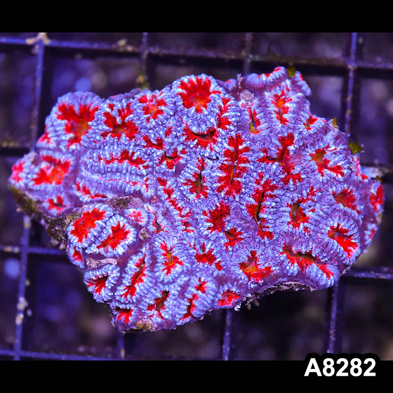 Item#A8282RW8282(S) WYSIWYG Aussie Imperfect Ultra Acan Lord Mini Colony