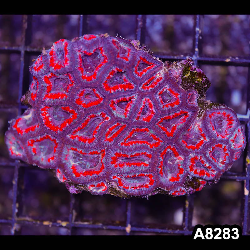 Item#A8283RW8283(S) WYSIWYG Aussie Imperfect Ultra Acan Lord Mini Colony