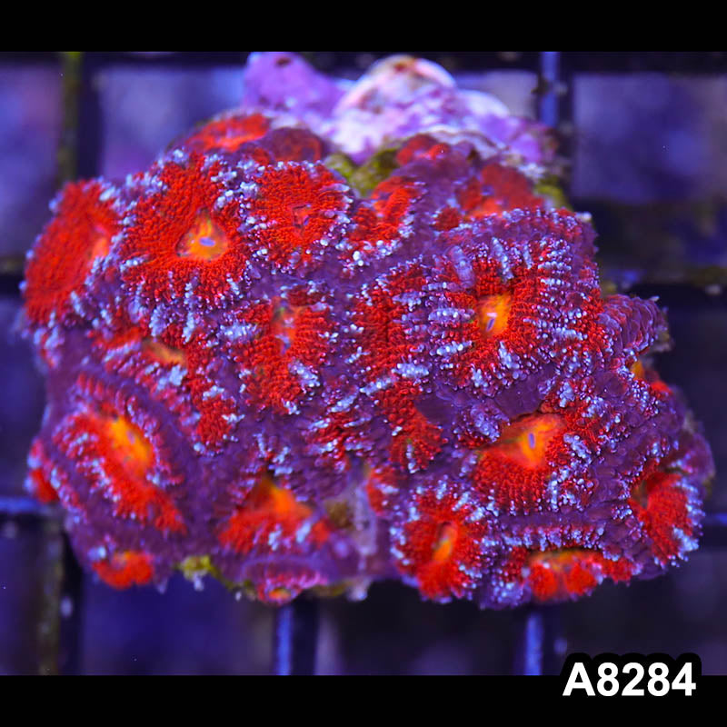 Item#A8284RW8284(S) WYSIWYG Aussie Imperfect Ultra Acan Lord Mini Colony