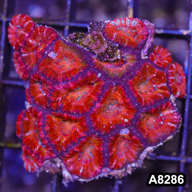 Item#A8286RW8286(S) WYSIWYG Aussie Imperfect Ultra Acan Lord Mini Colony