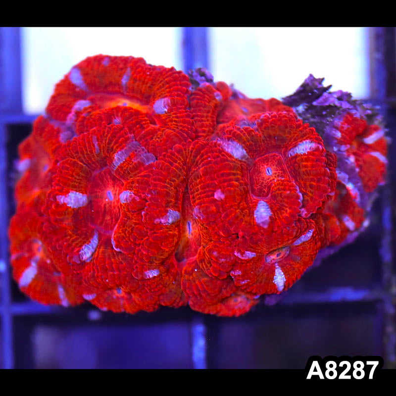 Item#A8287RW8287(F) WYSIWYG Aussie Imperfect Ultra Acan Lord Frag