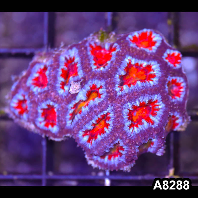 Item#A8288RW8288(S) WYSIWYG Aussie Imperfect Ultra Acan Lord Frag