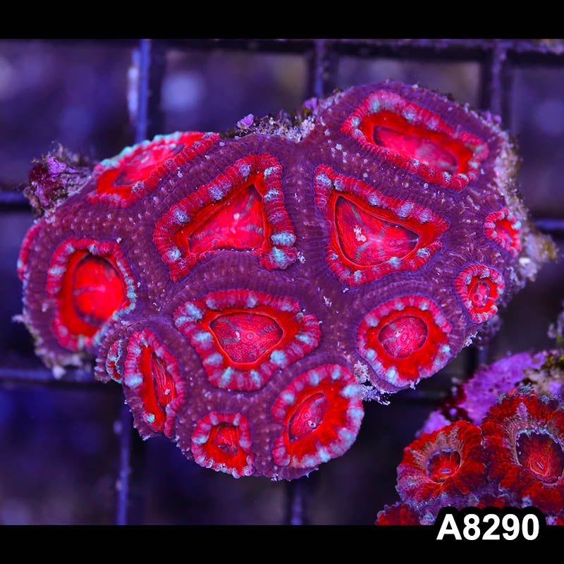 Item#A8290RW8290(S) WYSIWYG Aussie Imperfect Ultra Acan Lord Frag