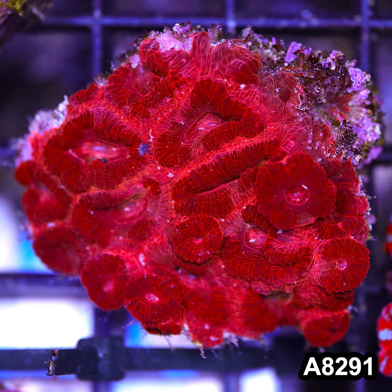 Item#A8291RW8291(S) WYSIWYG Aussie Imperfect Ultra Acan Lord Frag