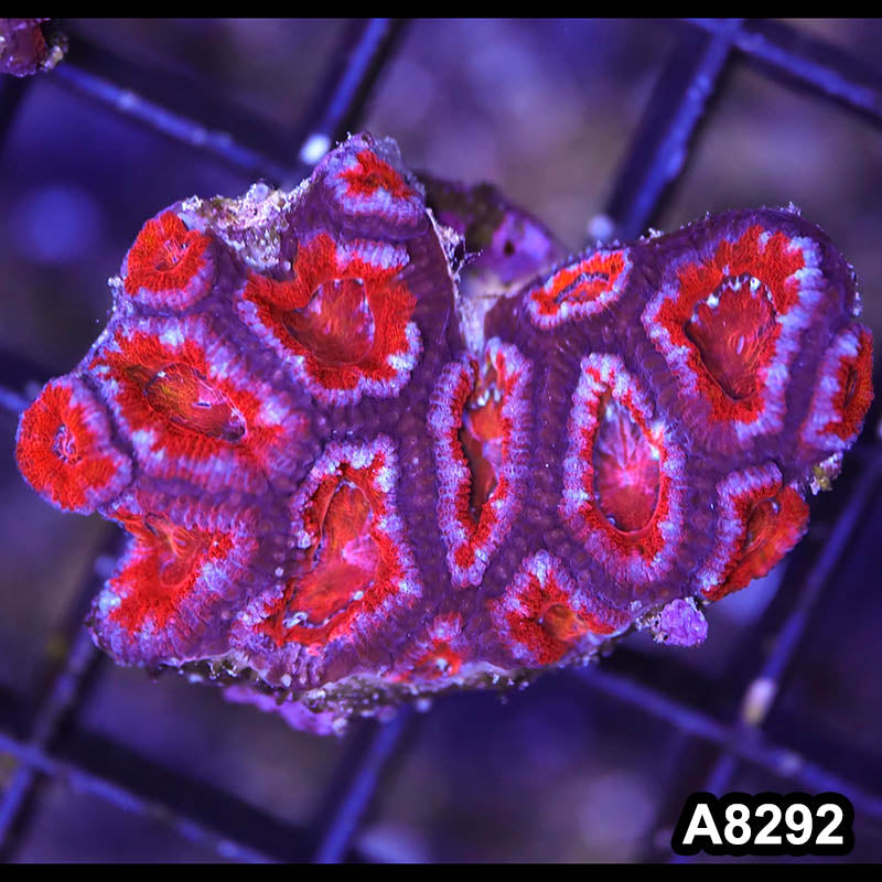 Item#A8292RW8292(S) WYSIWYG Aussie Imperfect Ultra Acan Lord Frag