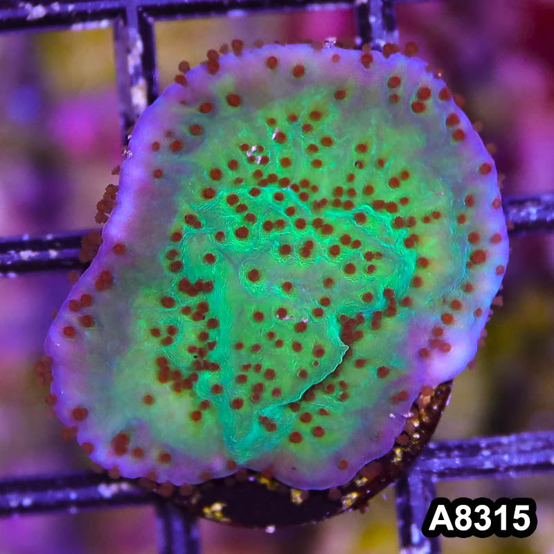 Item#A8315SP8315(S) WYSIWYG Cultured Jedi Mindtrick Montipora Frag