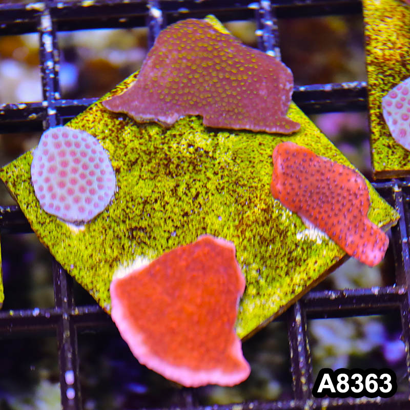 Item#A8363SP8363(S) WYSIWYG Cultured Montipora Frag Combo