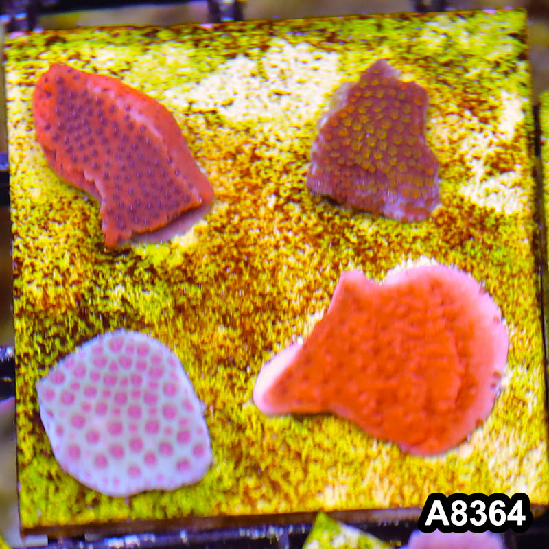 Item#A8364SP8364(S) WYSIWYG Cultured Montipora Frag Combo