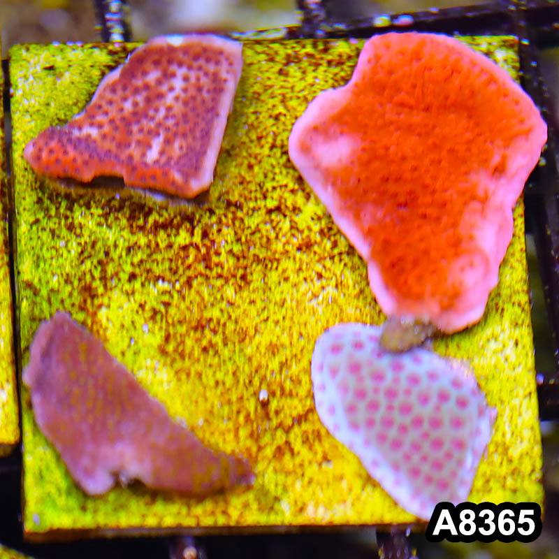 Item#A8365SP8365(S) WYSIWYG Cultured Montipora Frag Combo