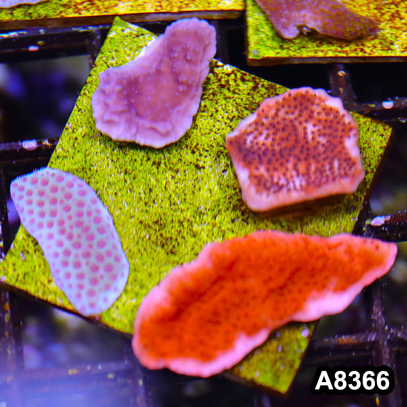 Item#A8366SP8366(S) WYSIWYG Cultured Montipora Frag Combo