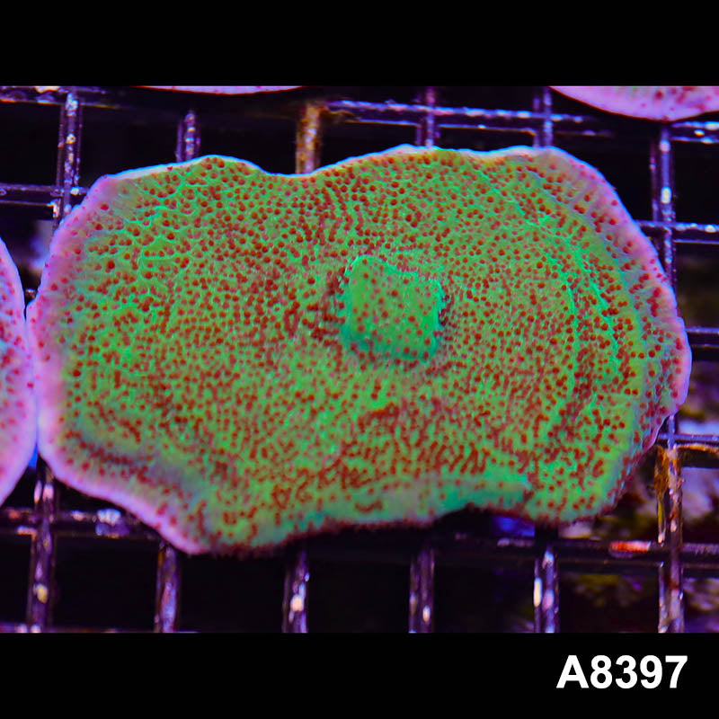 Item#A8397SP8397(M) WYSIWYG Cultured Jedi Mindtrick Montipora Colony