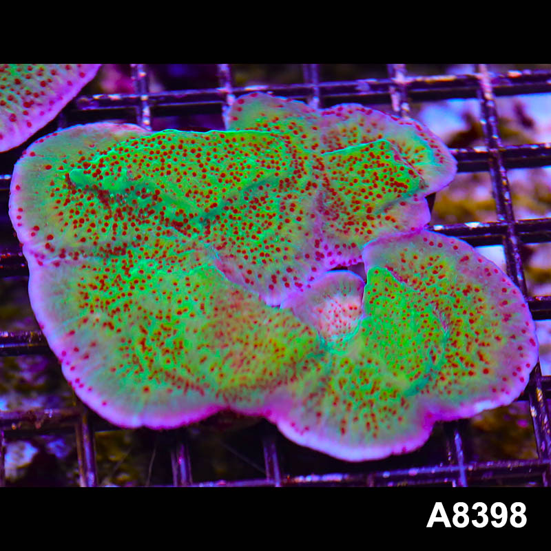 Item#A8398SP8398(M) WYSIWYG Cultured Jedi Mindtrick Montipora Colony