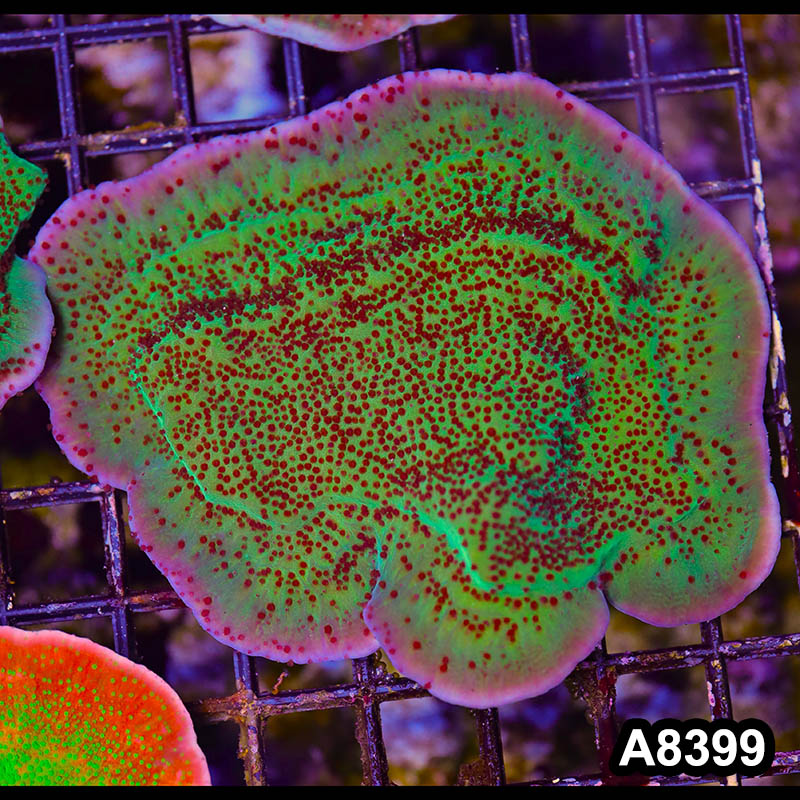 Item#A8399SP8399(M) WYSIWYG Cultured Jedi Mindtrick Montipora Colony