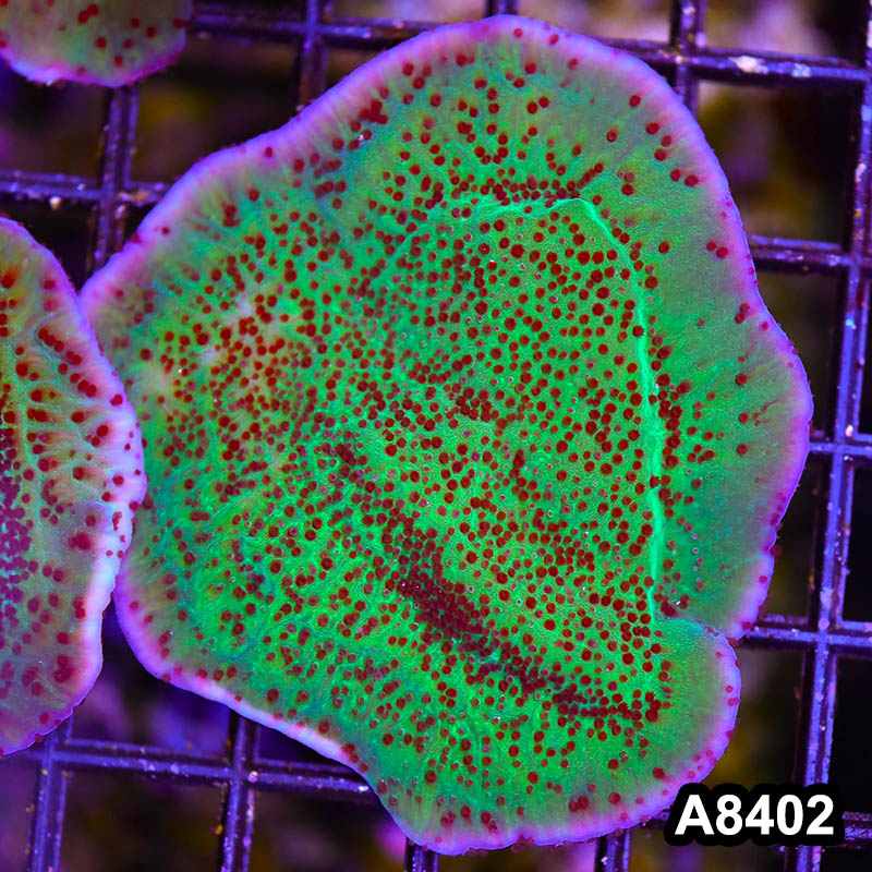 Item#A8402SP8402(M) WYSIWYG Cultured Jedi Mindtrick Montipora Colony