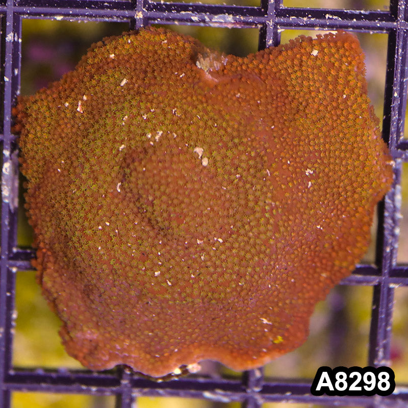 Item#A8298SP8298(S) WYSIWYG Cultured Rainbow Montipora Mini Colony