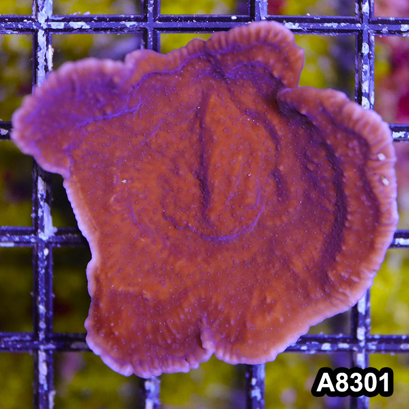 Item#A8301SP8301(S) WYSIWYG Cultured Purple Montipora Cap. Mini Colony