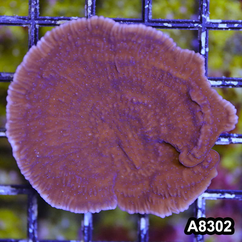 Item#A8302SP8302(S) WYSIWYG Cultured Purple Montipora Cap. Mini Colony