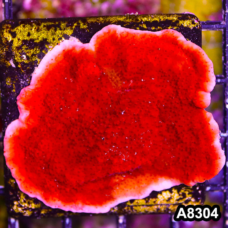 Item#A8304SP8304(S) WYSIWYG Cultured Red Montipora Cap. Mini Colony