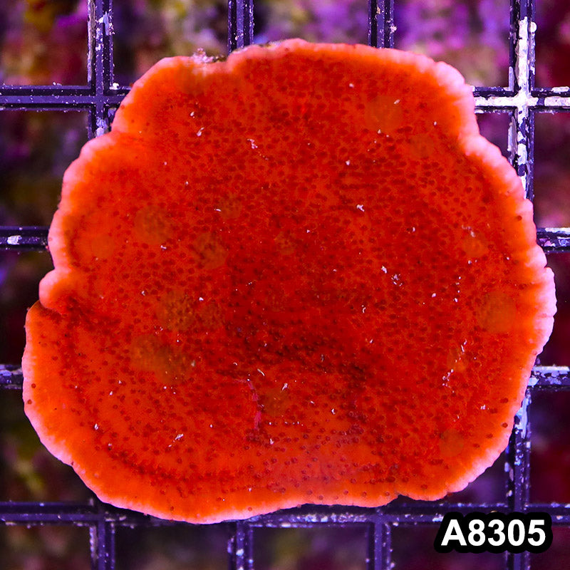 Item#A8305SP8305(S) WYSIWYG Cultured Red Montipora Cap. Mini Colony