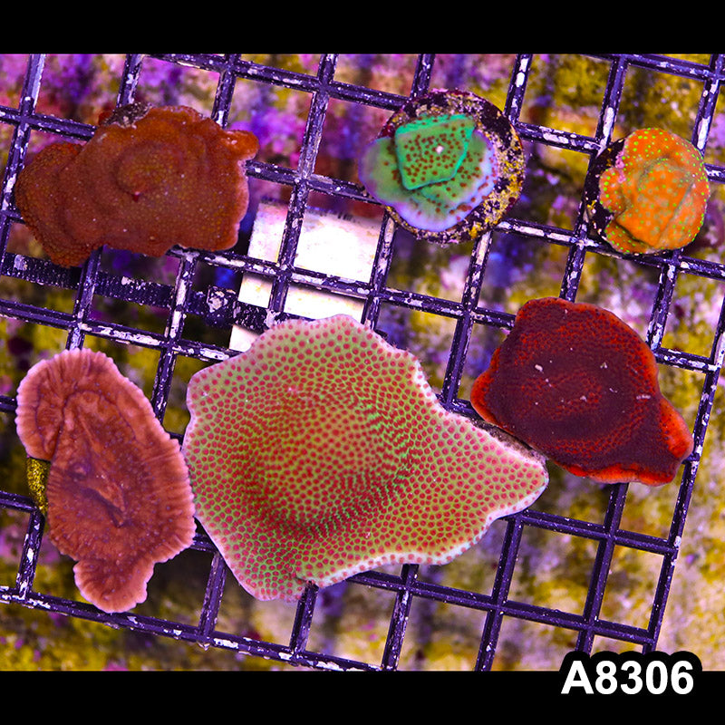 Item#A8306SP8306(S) Hand Selected Cultured 6pc Montipora Frag Pack 01