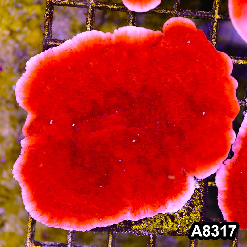 Item#A8317SP8317(M) WYSIWYG Cultured Red Montipora Cap. Mini Colony