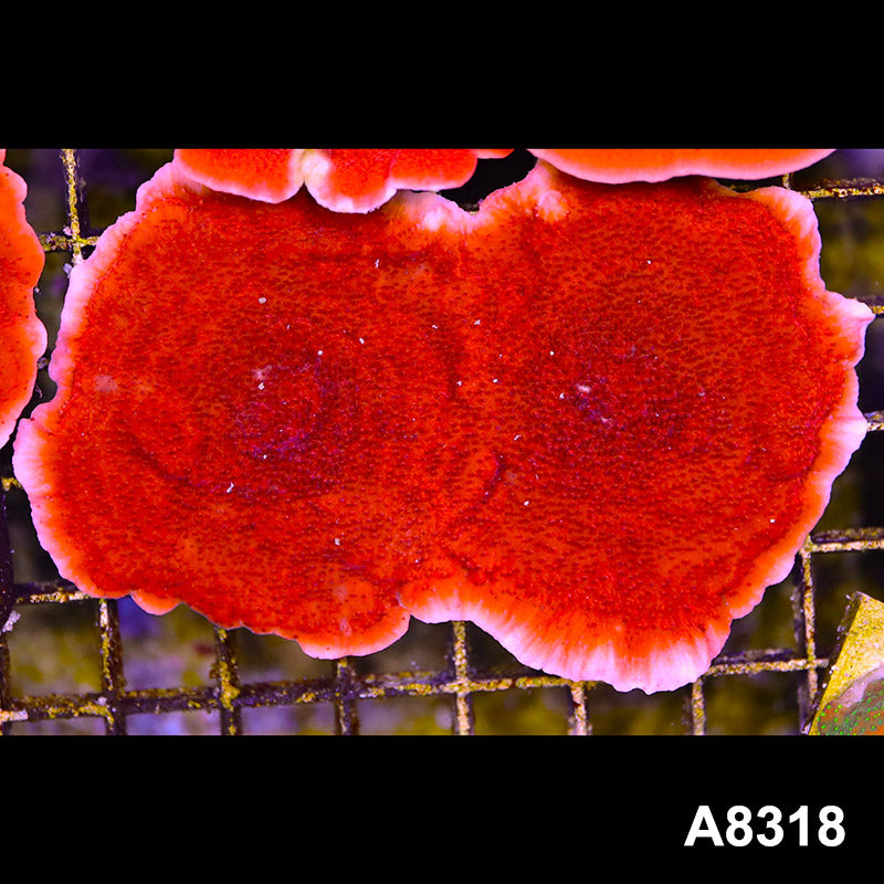 Item#A8318SP8318(M) WYSIWYG Cultured Red Montipora Cap. Mini Colony