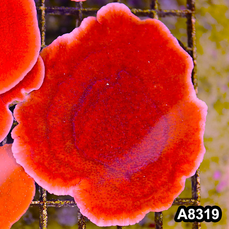 Item#A8319SP8319(M) WYSIWYG Cultured Red Montipora Cap. Mini Colony