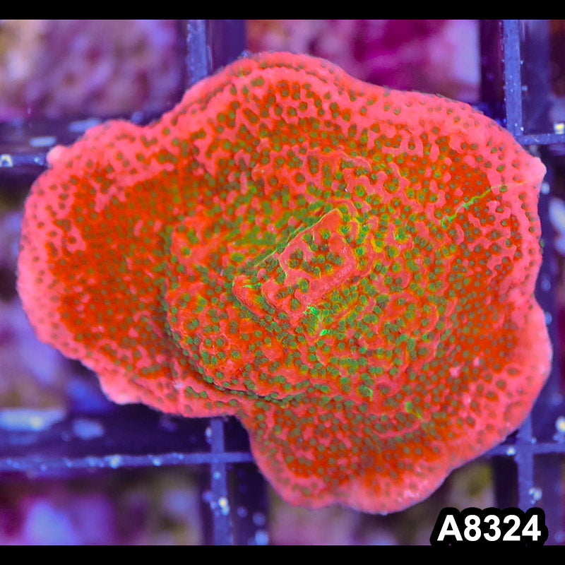 Item#A8324SP8324(S) WYSIWYG Cultured Tropic Thunder Montipora Frag