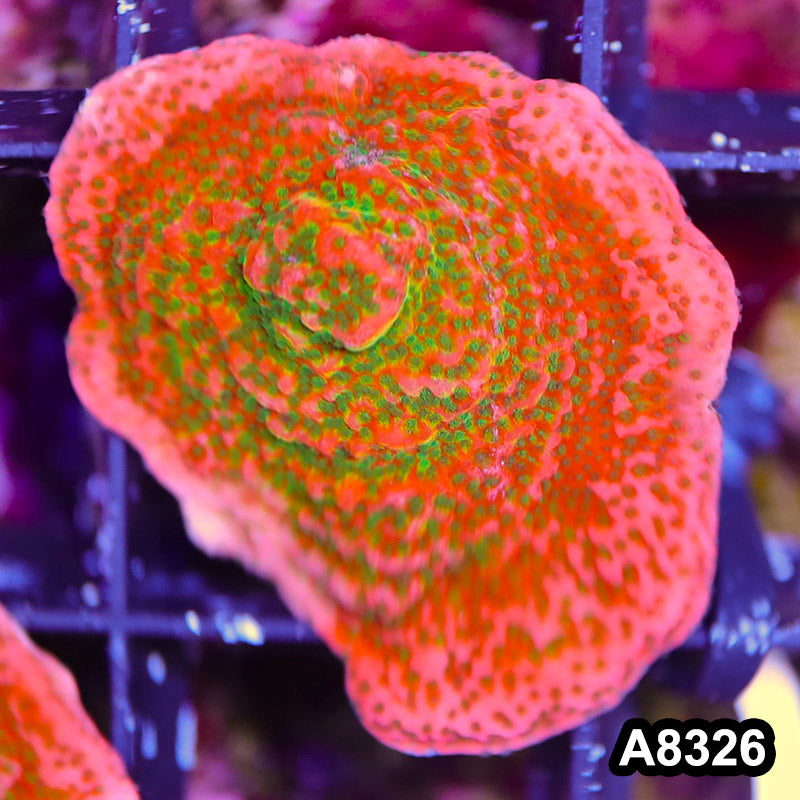 Item#A8326SP8326(S) WYSIWYG Cultured Tropic Thunder Montipora Frag