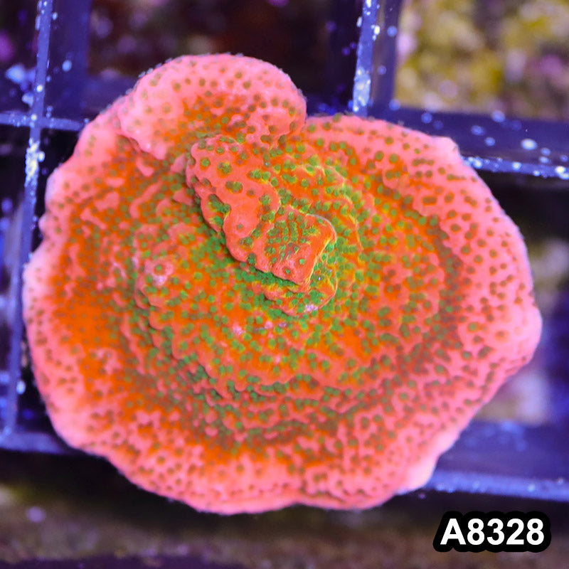 Item#A8328SP8328(S) WYSIWYG Cultured Tropic Thunder Montipora Frag