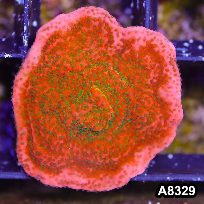 Item#A8329SP8329(S) WYSIWYG Cultured Tropic Thunder Montipora Frag