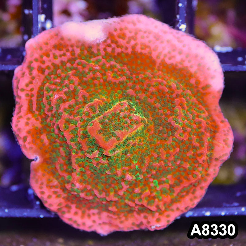 Item#A8330SP8330(S) WYSIWYG Cultured Tropic Thunder Montipora Frag