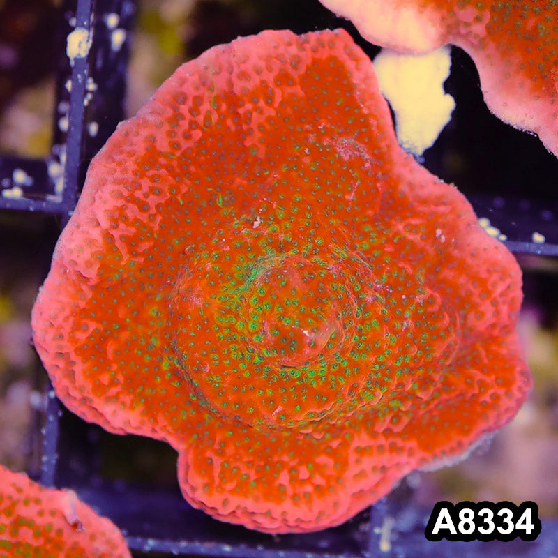 Item#A8334SP8334(S) WYSIWYG Cultured Tropic Thunder Montipora Mini Colony