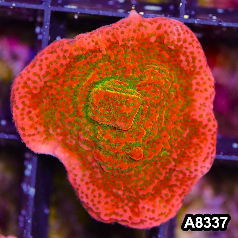 Item#A8337SP8337(S) WYSIWYG Cultured Tropic Thunder Montipora Mini Colony