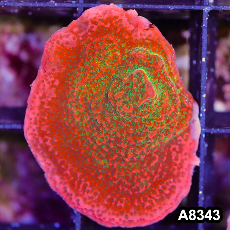 Item#A8343SP8343(S) WYSIWYG Cultured Tropic Thunder Montipora Mini Colony