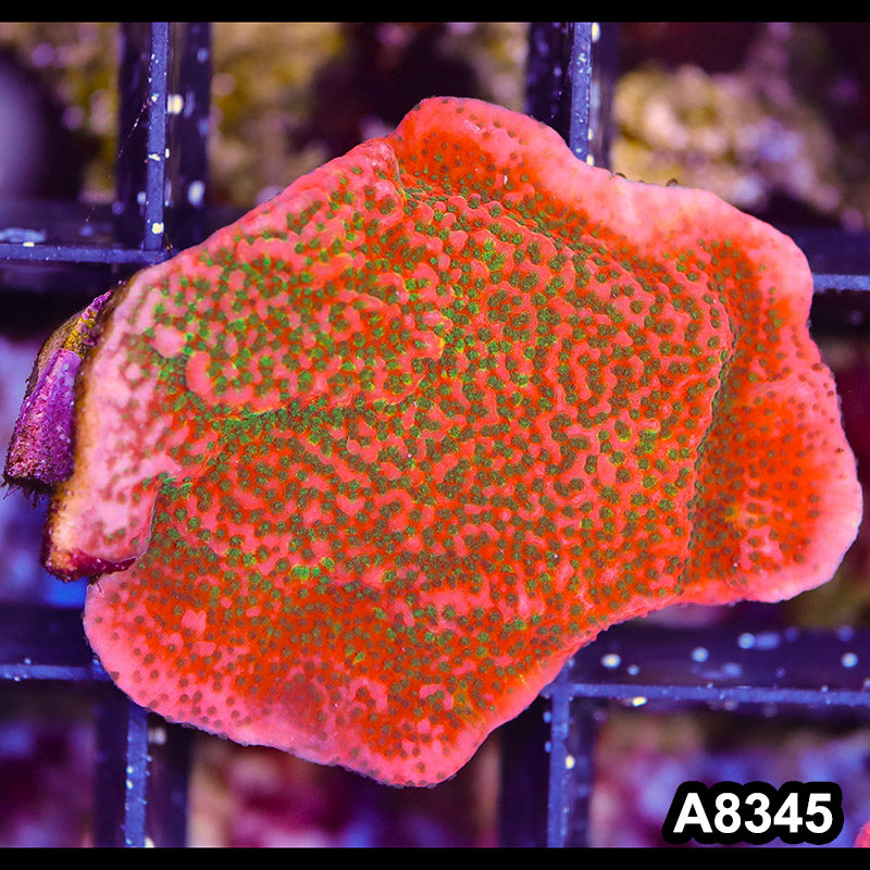 Item#A8345SP8345(S) WYSIWYG Cultured Tropic Thunder Montipora Mini Colony