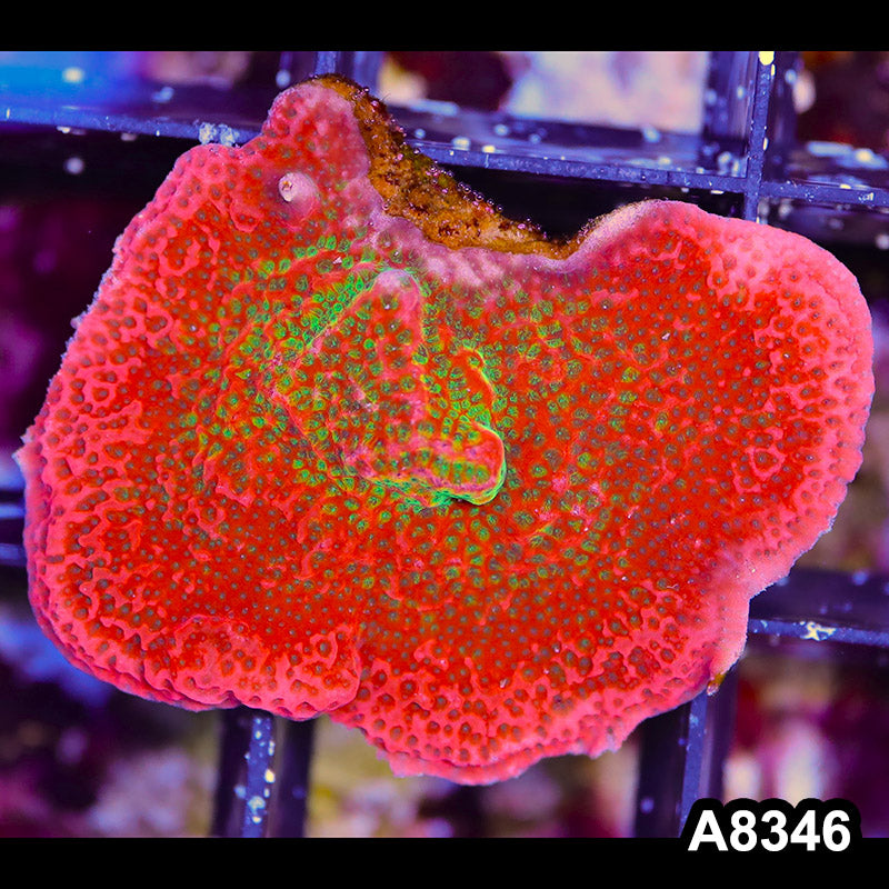 Item#A8346SP8346(S) WYSIWYG Cultured Tropic Thunder Montipora Mini Colony