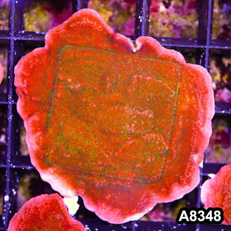 Item#A8348SP8348(S) WYSIWYG Cultured Tropic Thunder Montipora Colony