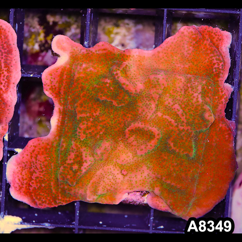 Item#A8349SP8349(S) WYSIWYG Cultured Tropic Thunder Montipora Colony