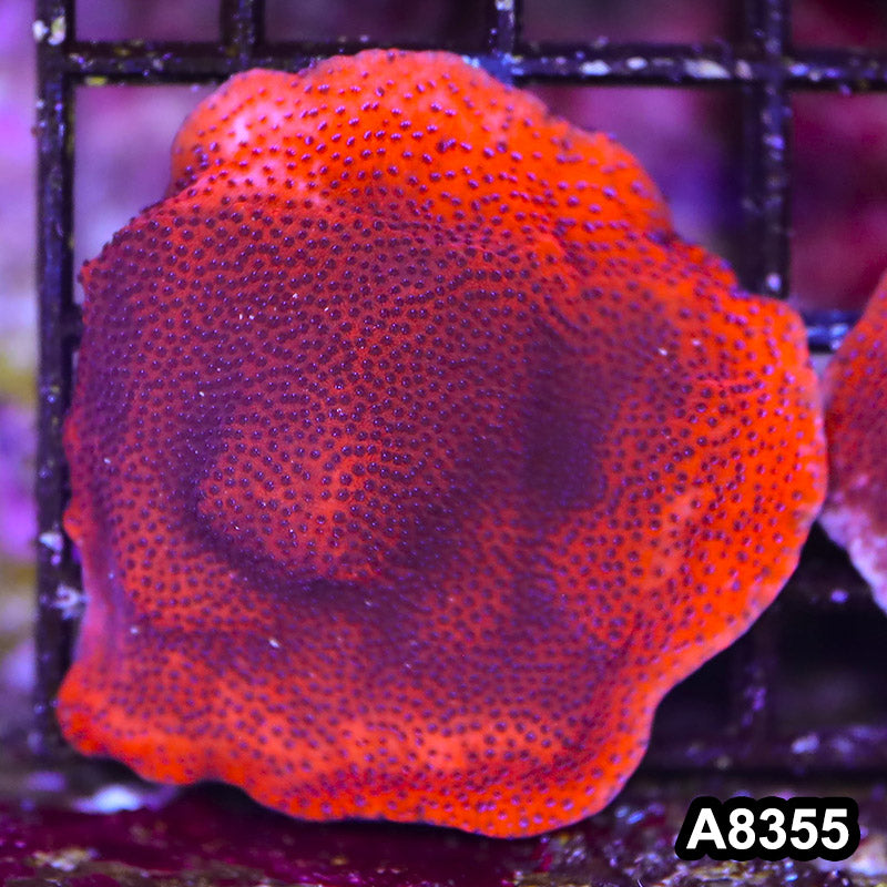 Item#A8355SP8355(S) WYSIWYG Cultured Mystic Sunset Montipora Mini Colony