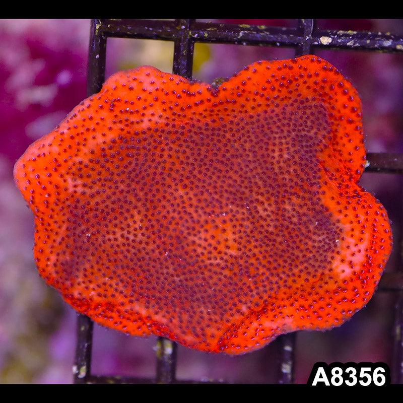 Item#A8356SP8356(S) WYSIWYG Cultured Mystic Sunset Montipora Mini Colony