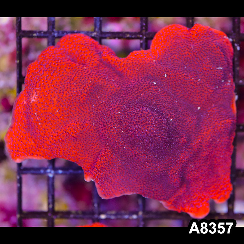 Item#A8357SP8357(S) WYSIWYG Cultured Mystic Sunset Montipora Mini Colony