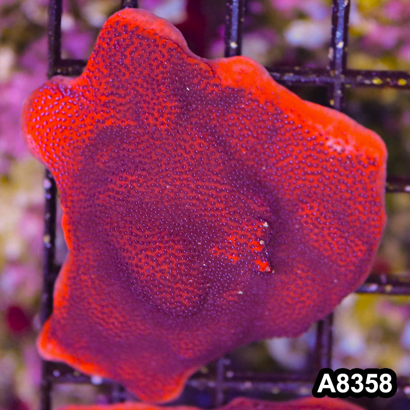 Item#A8358SP8358(S) WYSIWYG Cultured Mystic Sunset Montipora Mini Colony