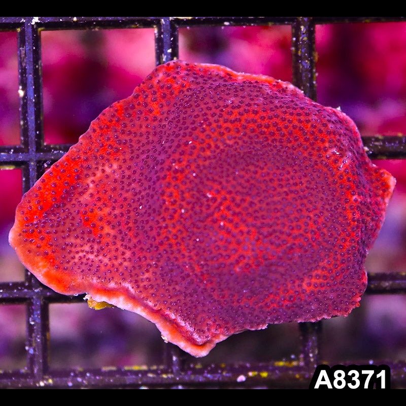 Item#A8371SP8371(S) WYSIWYG Cultured Mystic Sunset Montipora Mini Colony