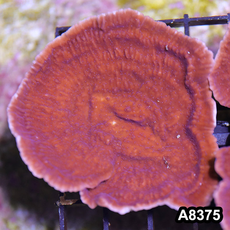 Item#A8375SP8375(M) WYSIWYG Cultured Purple Montipora Cap. Mini Colony